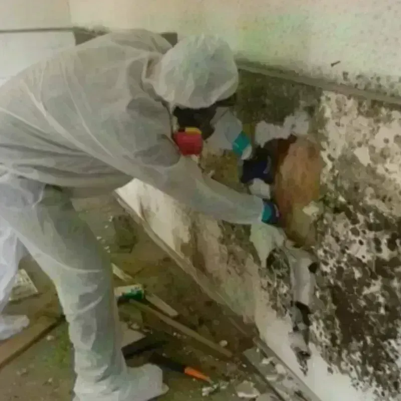 Mold Remediation and Removal in Ramsey, IL